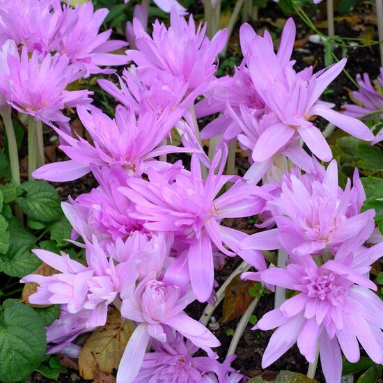 2. Vēlziede 'Waterlily' (1 sīpols)