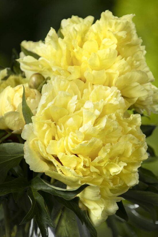 1. ITOH peonija (Paeonia intersectional) 'Duchesse de Lorraine' (podā)