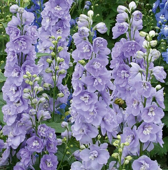 927. Delfīnija (Delphinium cultorum) 'Magic Fountains Lavender' (1 litra konteiners)