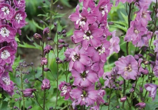 928. Delfīnijas (Delphinium cultorum) 'Magic Fountains Lilac Pink / White Bee' ( 1 litra konteiners)