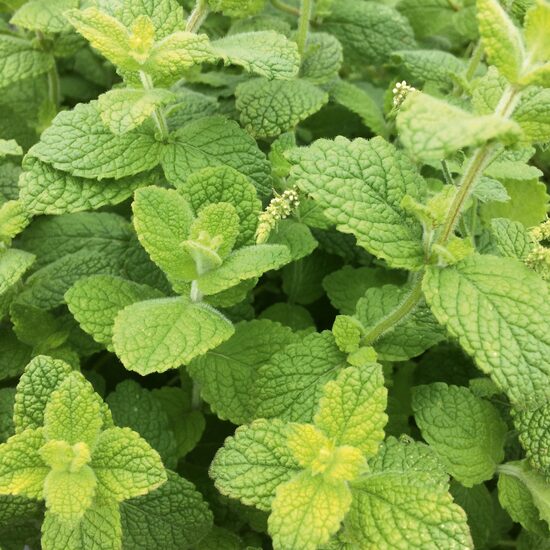 794. Ābolu piparmētra (Mentha suaveolens Pomo Petite).
