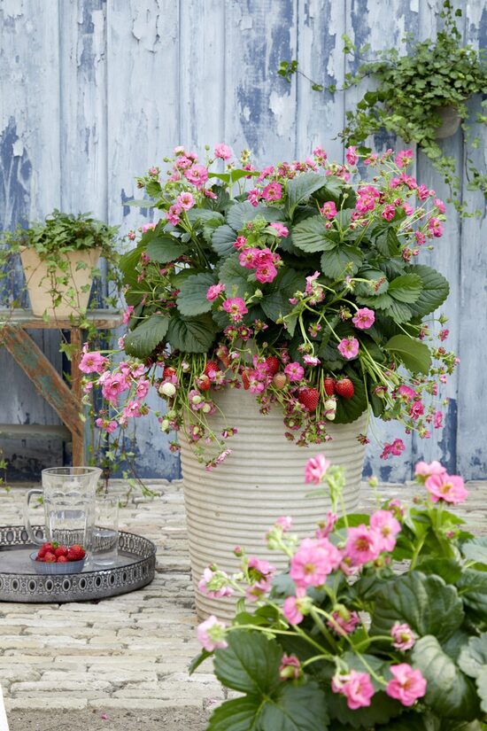 3. Zemenes (Fragaria ananassa) 'Summer Breeze Cherry'.