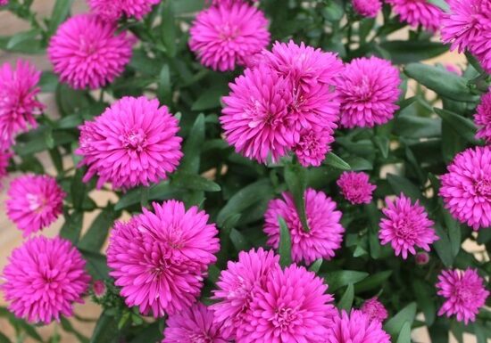 816. Jaunbeļģijas ziemastere 'Mystery Lady 'Maggie' (1,5 l konteiners)