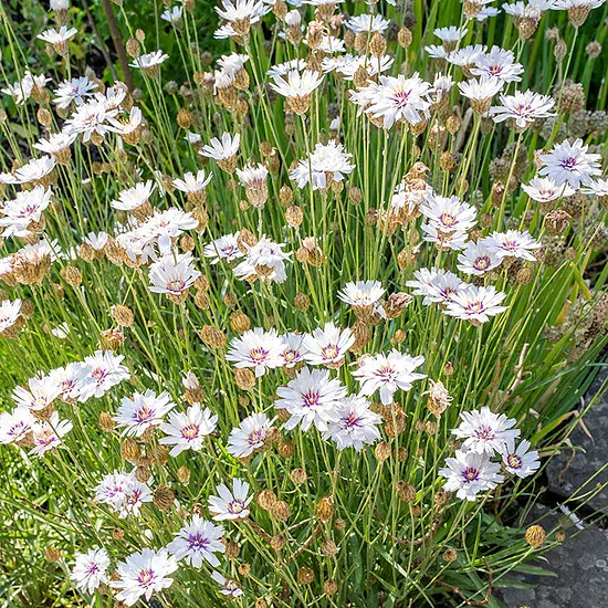 152. Katananhe ‘Amor White’ (Catananche caerula) (1 litra konteiners)