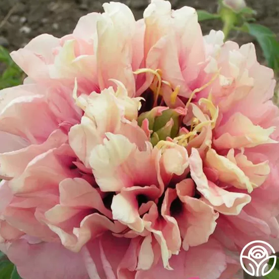 6. Peonija (Paeonia intersectional) 'Caroline Constabel' (podā)