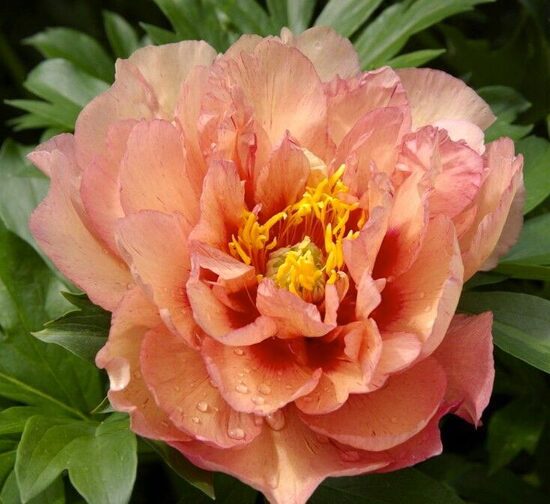 4. ITOH peonijas 'Copper Kettle' 3/5 pumpuru sakne