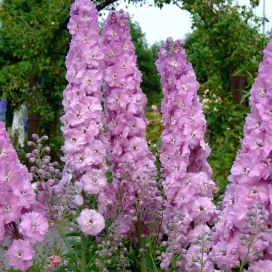 925. Delfīnija 'Chantay' (1 l konteiners)