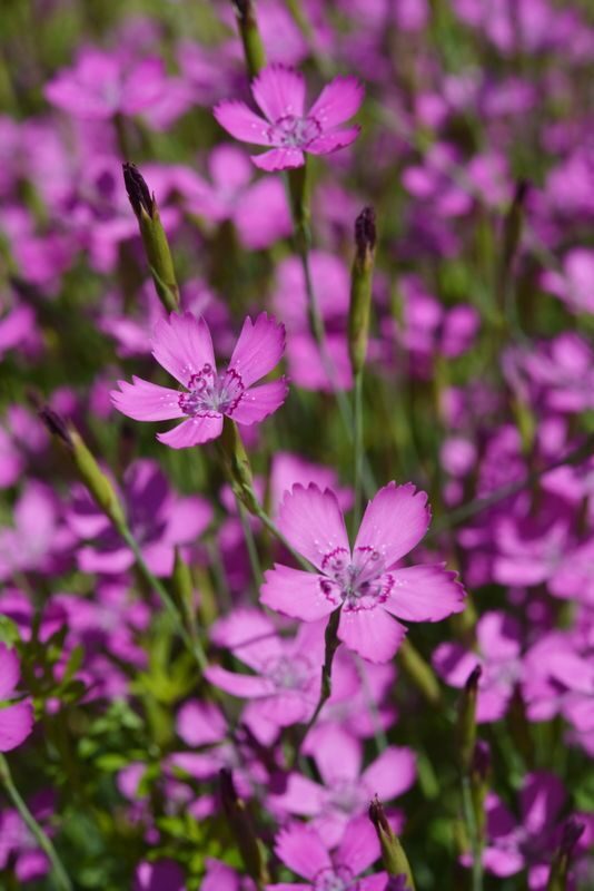 96. Dzirkstelītes (Dianthus deltoides) (1 litra konteiners)
