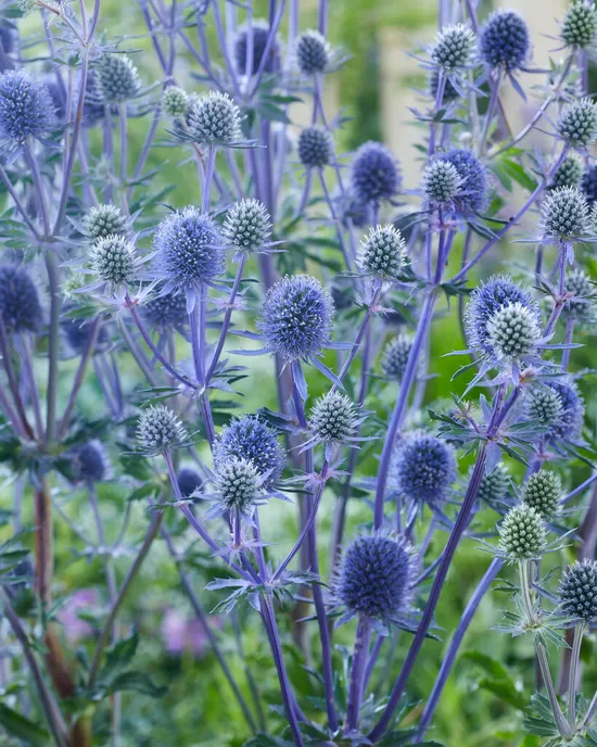 714. Plakanā zilpodze (Eryngium plenum) (1 l konetieners)