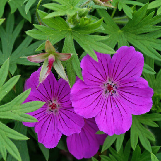 727. Gandrene (Geranium sanguineum) 'Tiny Monster' (1 l podā)
