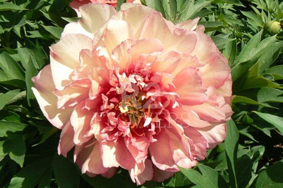 7. ITOH peonijas 'Hillary' 3/5 pumpuru sakne