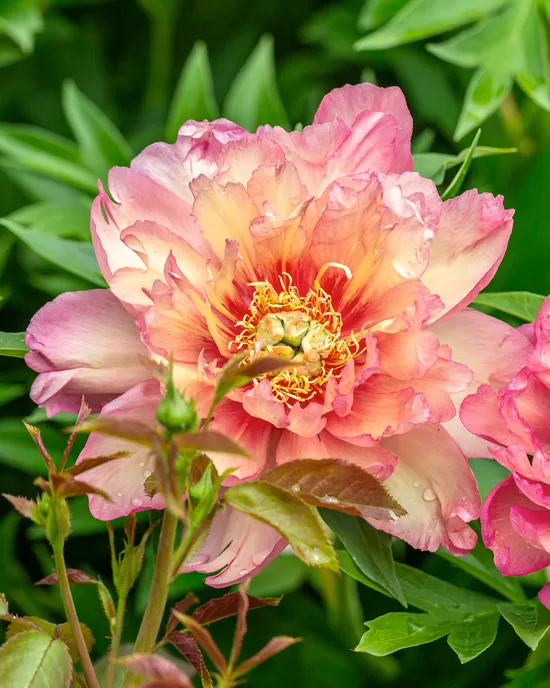 9. ITOH peonijas 'Julia Rose' 3/5 pumpuru sakne