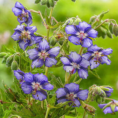 765. Gandrene 'Kora' (1 l pods)