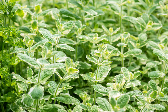 797. Ananāsu piparmētra (Mentha suaveolens Pinedo) (1 litra podos)
