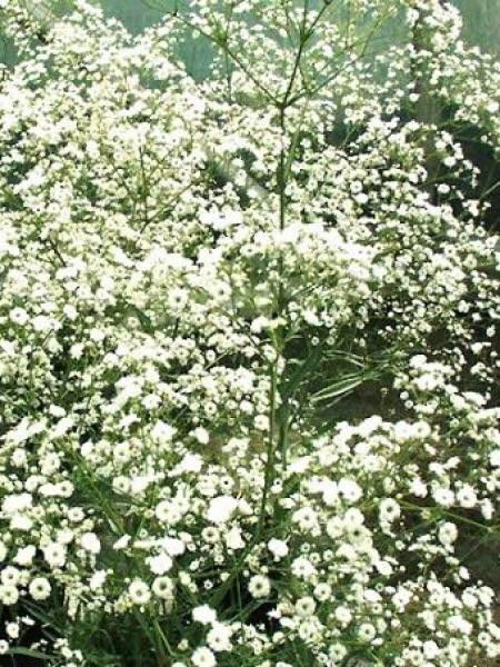 926. Plīvurpuķe 'Festival White' (1 litra konteiners)
