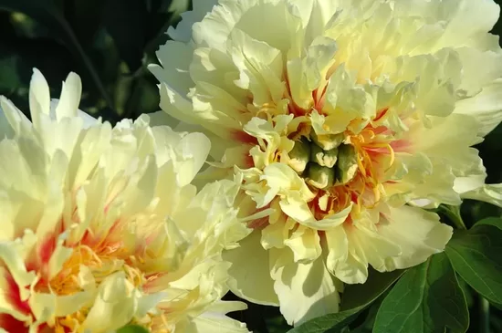 13. ITOH peonijas 'Prairie Charm' 3/5 pumpuru sakne