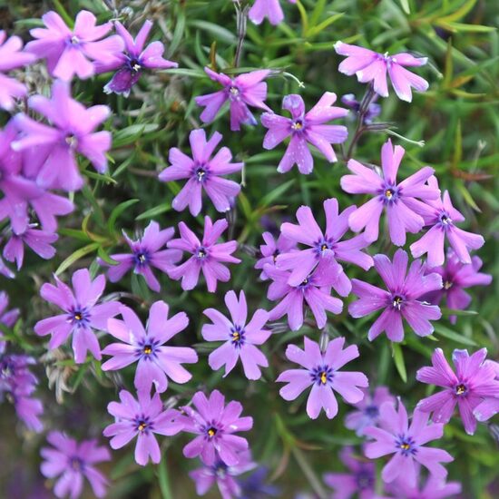 813. Aslapu flokši 'Purple Beauty' ( 1 l konteiners)