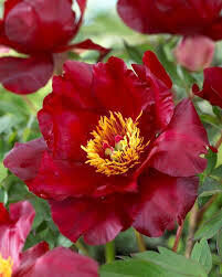 15. ITOH peonijas 'Scarlet Heaven' 3/5 pumpuru saknes