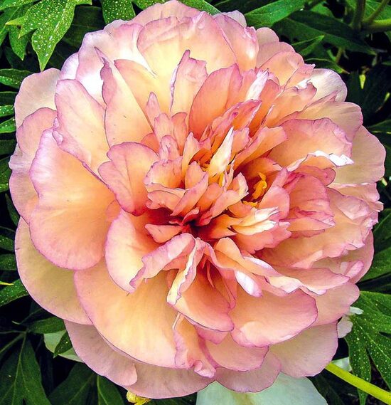 16. ITOH peonijas 'Scrumdidleumptious' 3/5 pumpuru sakne