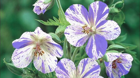 708. Gandrene (Geranium pratense) 'Splish Splash' ( 1 l pods)