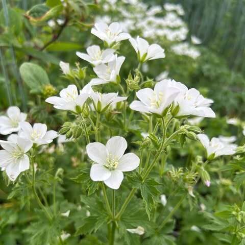 710. Gandrene ( geranium sylvaticum) 'Album' (1 l podā)