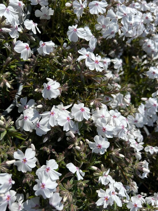 812.Aslapu floksis (PHLOX subulata) 'Amazing Grace' (1 l pods)