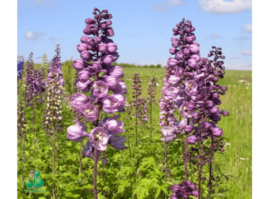 809. Delfīnijas ' Astolat' ( 1 l konteiners)