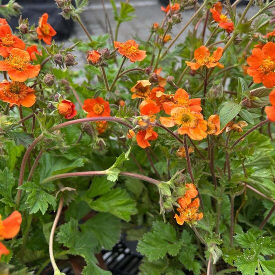 Šarlaksarkanā bitene 'Tango". (1 l pods)