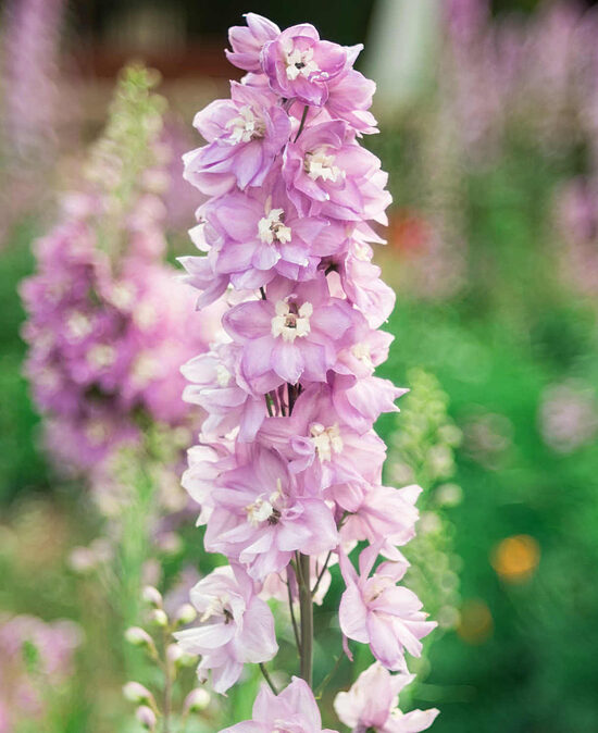 929. Delfīnijas (Delphinium cultorum) 'Magic Fountains Cherry Blossom' (1 litra konteiners)