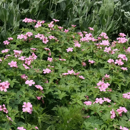 732. Gandrene 'Wargrave Pink' (1 l pods)