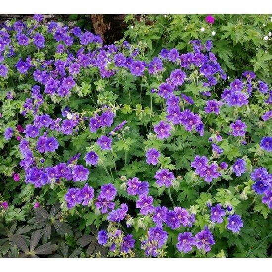 724. Gandrene (Geranium magnificum) 'Rosemoor'  (1 l podā)