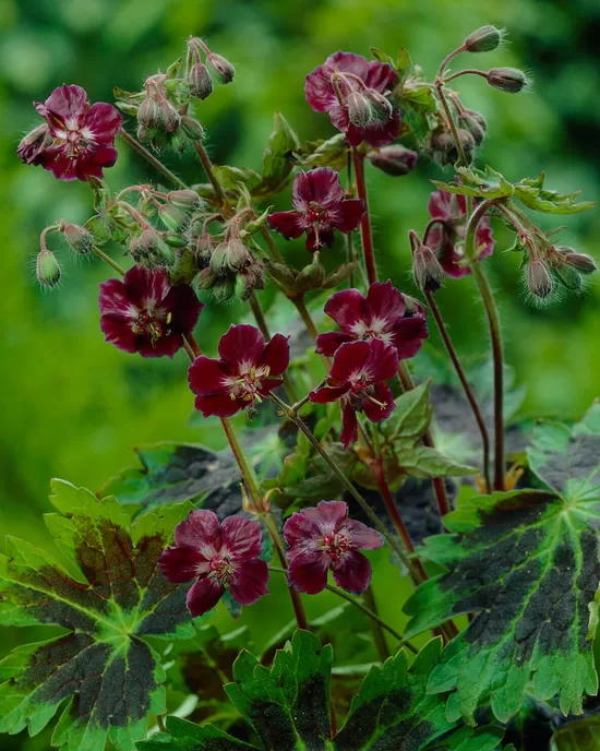 707. Gandrene (Geranium phaeum)  'Samobor' (1 l pods)