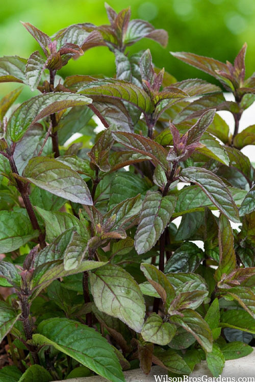 766. Šokolādes piparmētra (Mentha x piperata Chocolate) (1 litra podes)