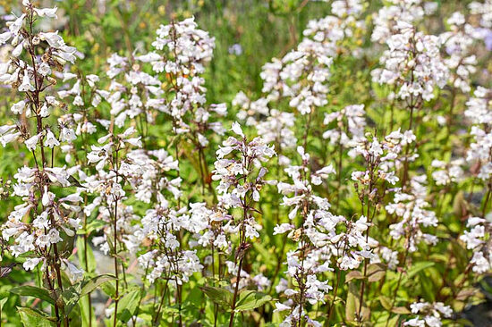 107. Uzpirkstīšu penstemones (Penstemon digitalis) (1 litra konteiners)