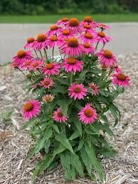 815. Ehinācija 'PowWow Wild Berry' (1,5 l konteiners)