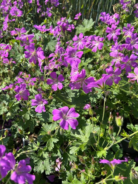 705. Gandrene (Geranium gracile) 'Sirak' ( 1 l konteiners)