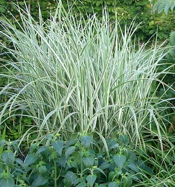 11.Ķīnas miskante (Miscanthus sin.) 'Rigoletto' (P12 konteiners)