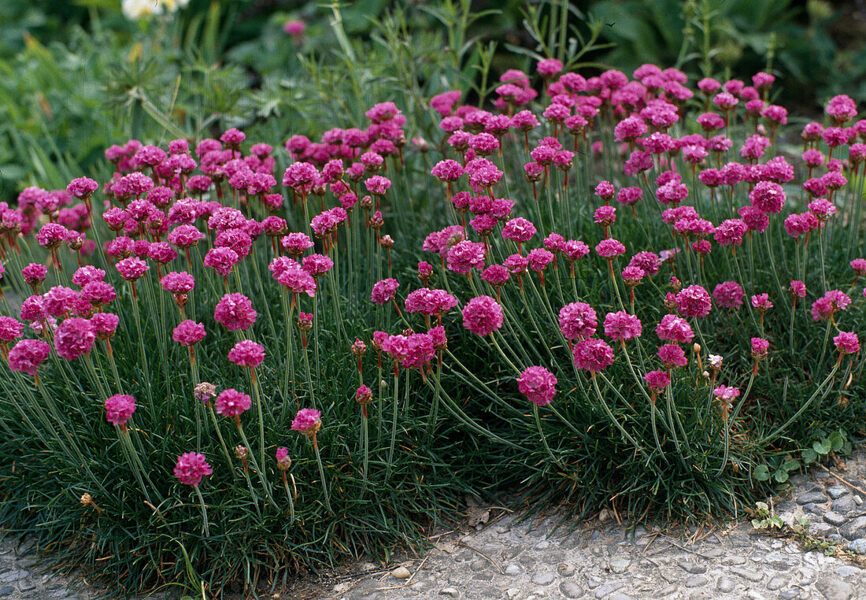 410. ARMĒRIJA (ARMERIA MARTIMA) ‘DUSSELDORFER STOLZ’ (1 LITRA PODIŅŠ)