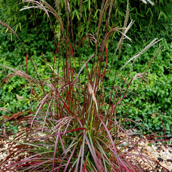 12.Ķīnas miskante (Miscanthus sin.) 'Ruby Cute' 🇱🇻 (P12 konteiners)