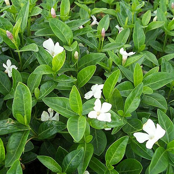 49. Kapmirte (Vinca minor) 'Alba' (P9)