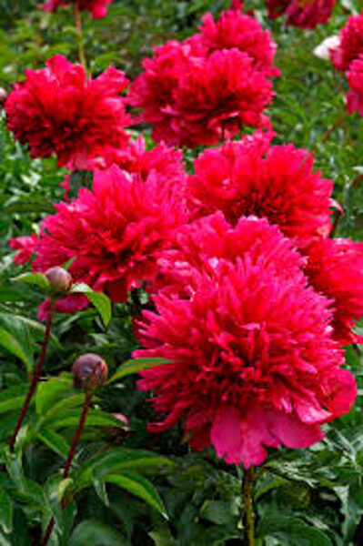 21. Peonija 'Many Happy Returns' (5-8 pumpuru saknes)