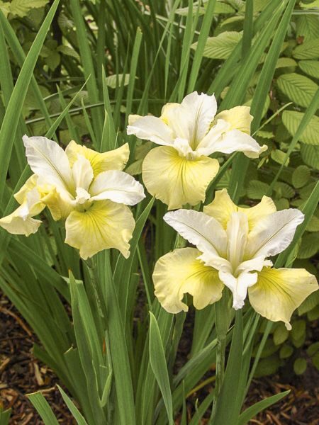 10. Sibīrijas īriss (Iris Sibirica) 'Moon Silk' (1 sakne)