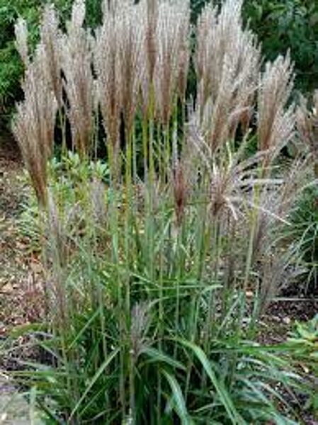 6.Ķīnas miskante (Miscanthus sin.) 'Ards Angel' 🇱🇻 (P12 konteners)
