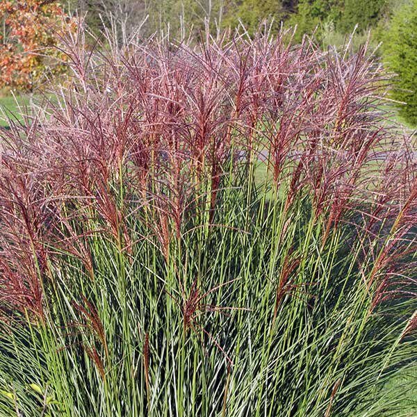 8.Ķīnas miskante (Miscanthus sin.) 'Gracillimus' (P12 konteiners)