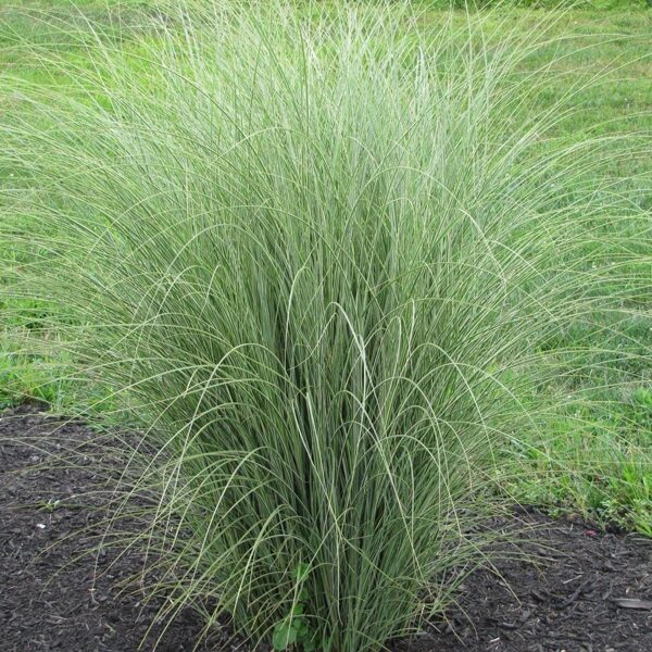 9.Ķīnas miskante (Miscanthus sin.) 'Morning Light' (P12 konteiners)