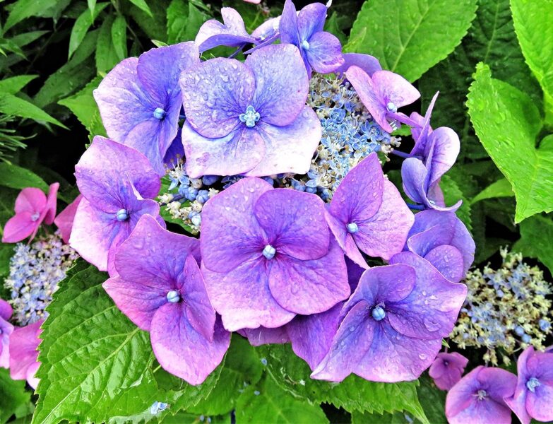 3. ROBAINĀ HORTENZIJA (Hydrangea serrata) 'BLUE CLOUDS' (1 litra konteiners)