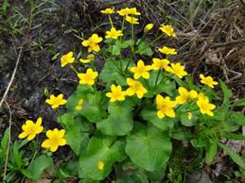 35. Purva purene (Caltha palustris) (P9)