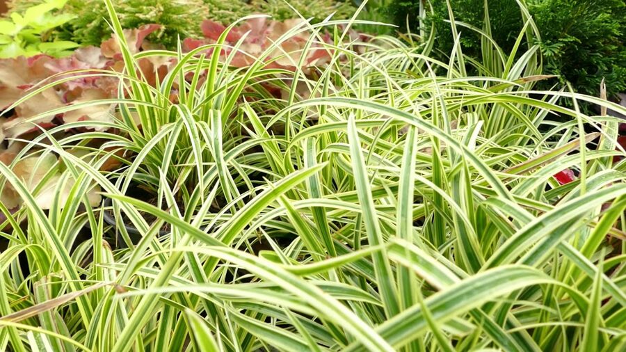 2.Grīslis (Carex morrowii) 'Goldband' (1 litra podiņš)