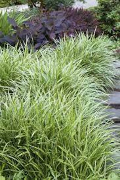 3.Grīslis (Carex morrowii) 'Ice Dance' (1 litra podiņš)