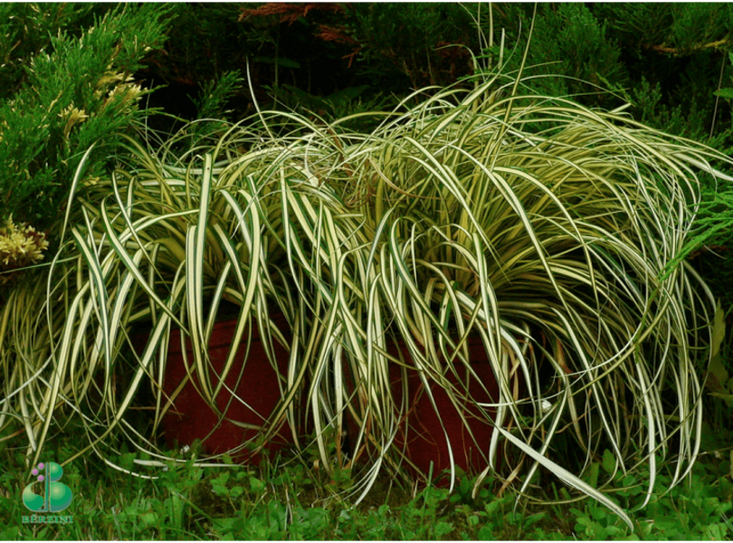 4.Grīslis (Carex oshimensis) 'Evergold' (1 litra podiņš)